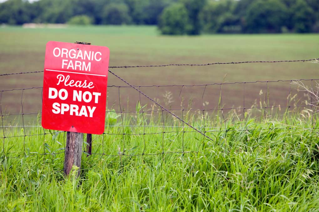 Picture of organic farm