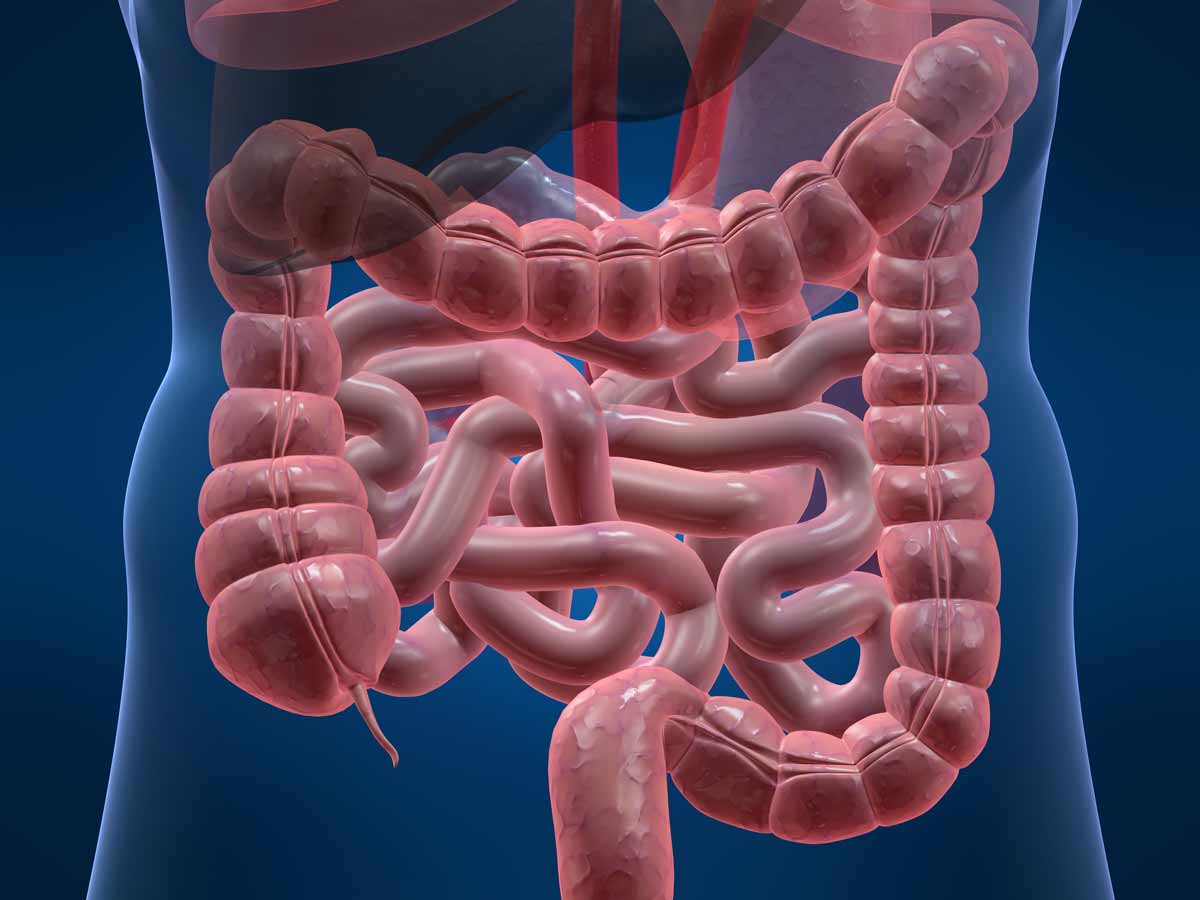 Image of gut and intestines